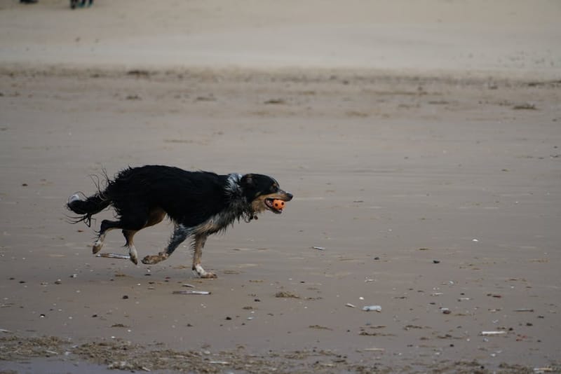 All Year Round Dog-Friendly Beaches UK 2026: 40+ Picks