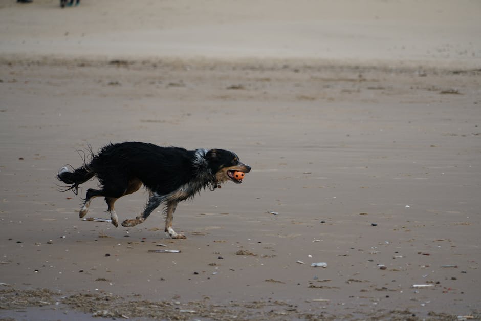 All Year Round Dog-Friendly Beaches UK 2026: 40+ Picks