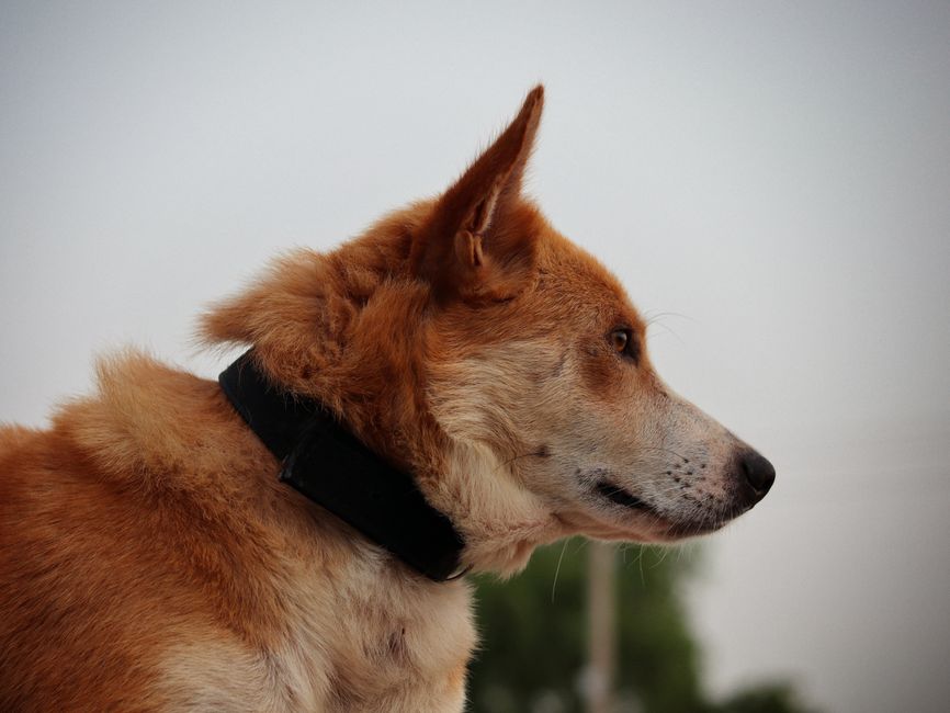 GPS tracker on dog collar - illustrative of the Tractive GPS Dog 6 category