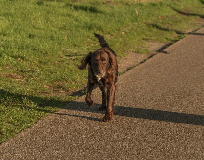 Dog-Friendly M4 Motorway Services: Every Stop