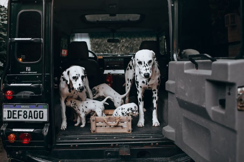 Dogs in the boot of a vehicle ready for a journey