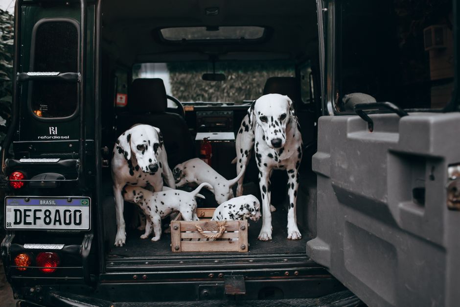 Dogs in the boot of a vehicle ready for a journey