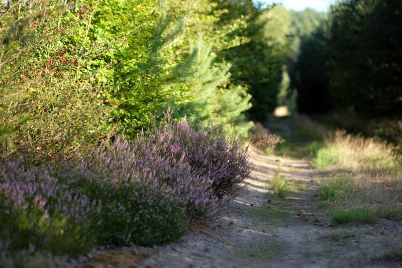 Dog-Friendly Staffordshire: Walks & Days Out