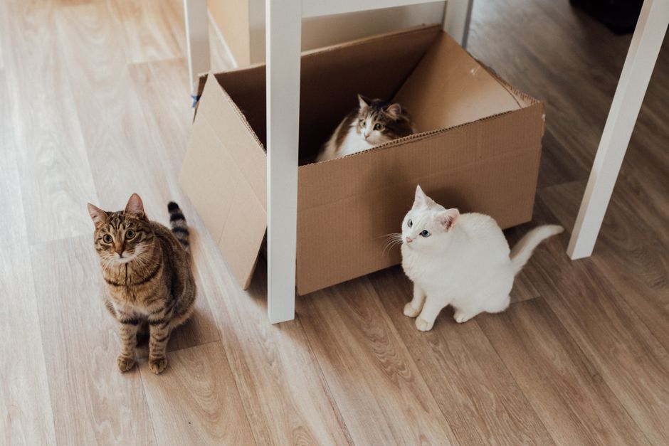 Hygienic non-clumping cat litter