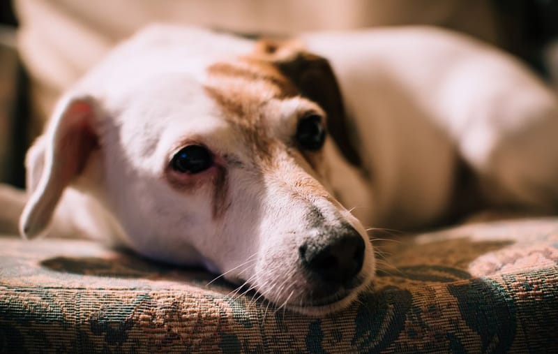 Illustrative image of a dog cooling off indoors - see the merchant link for the exact All For Paws Chill Out Always Cool Mat