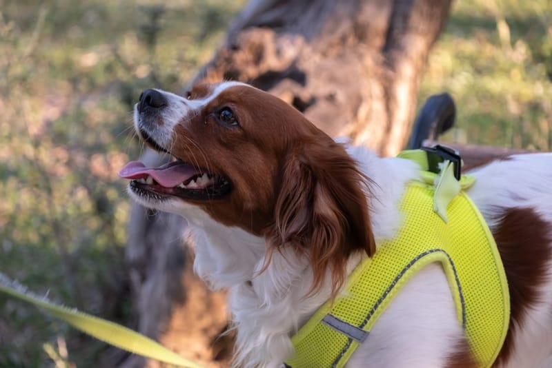 Illustrative image of a dog panting in warm weather - see the merchant link for the exact Ancol Cooling Mat