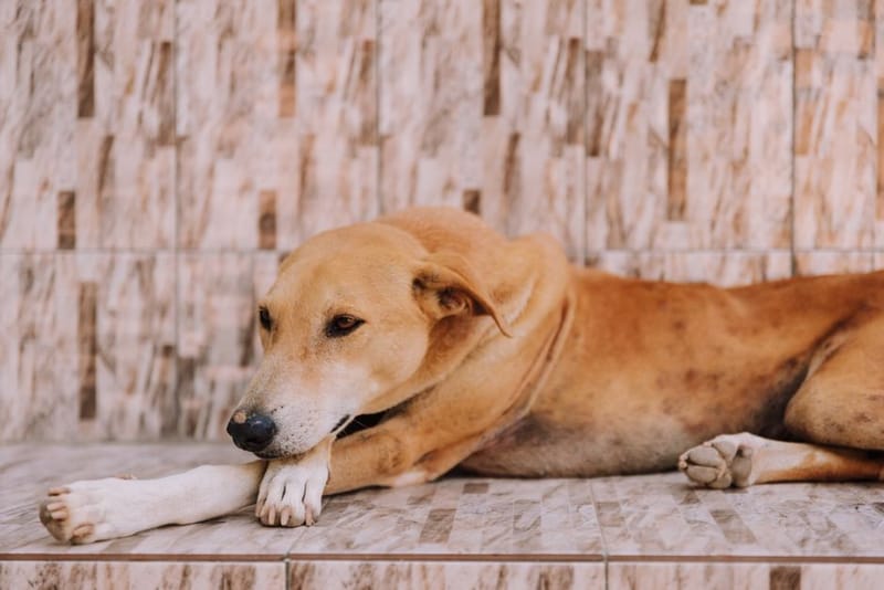 Illustrative image of a dog resting and keeping cool - see the merchant link for the exact Trixie Cooling Mat