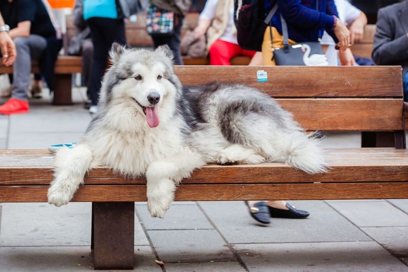 Illustrative image of a large dog lying stretched out to cool down - see the merchant link for the exact Scruffs Self-Cooling Mat