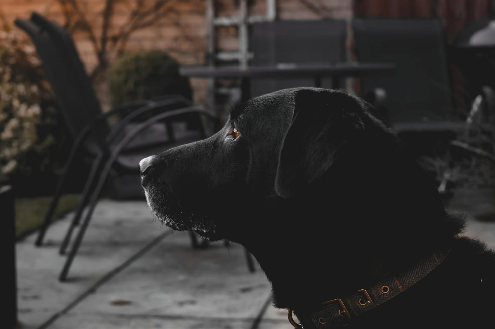 Labrador outside a stone British holiday cottage