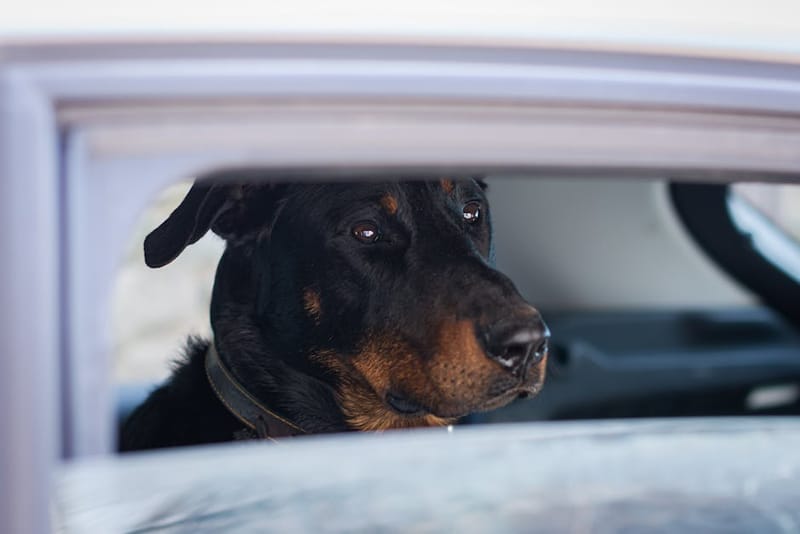 Large dog sitting in the back seat of a car ready for a road trip