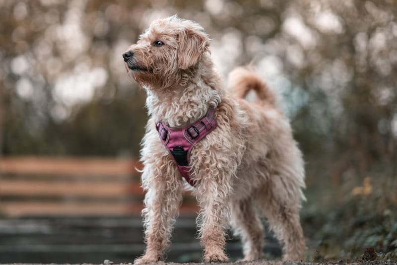 Medium-sized dog wearing a padded chest harness