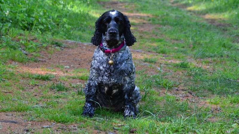 Henry Wag Microfibre Drying Coat - illustrative image; see the merchant link for the exact product