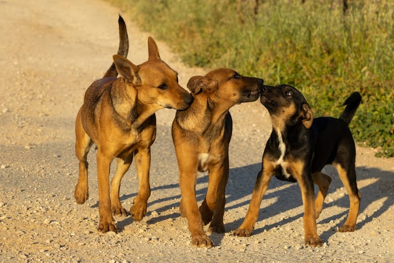 Multiple dogs at a UK holiday cottage - typical multi-dog booking scene