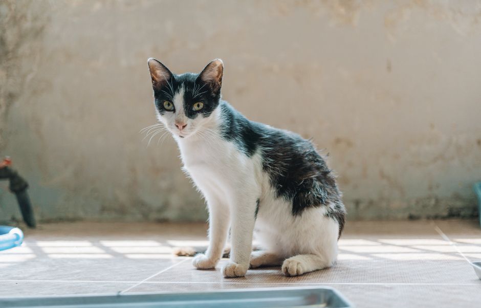 Natural clumping cat litter