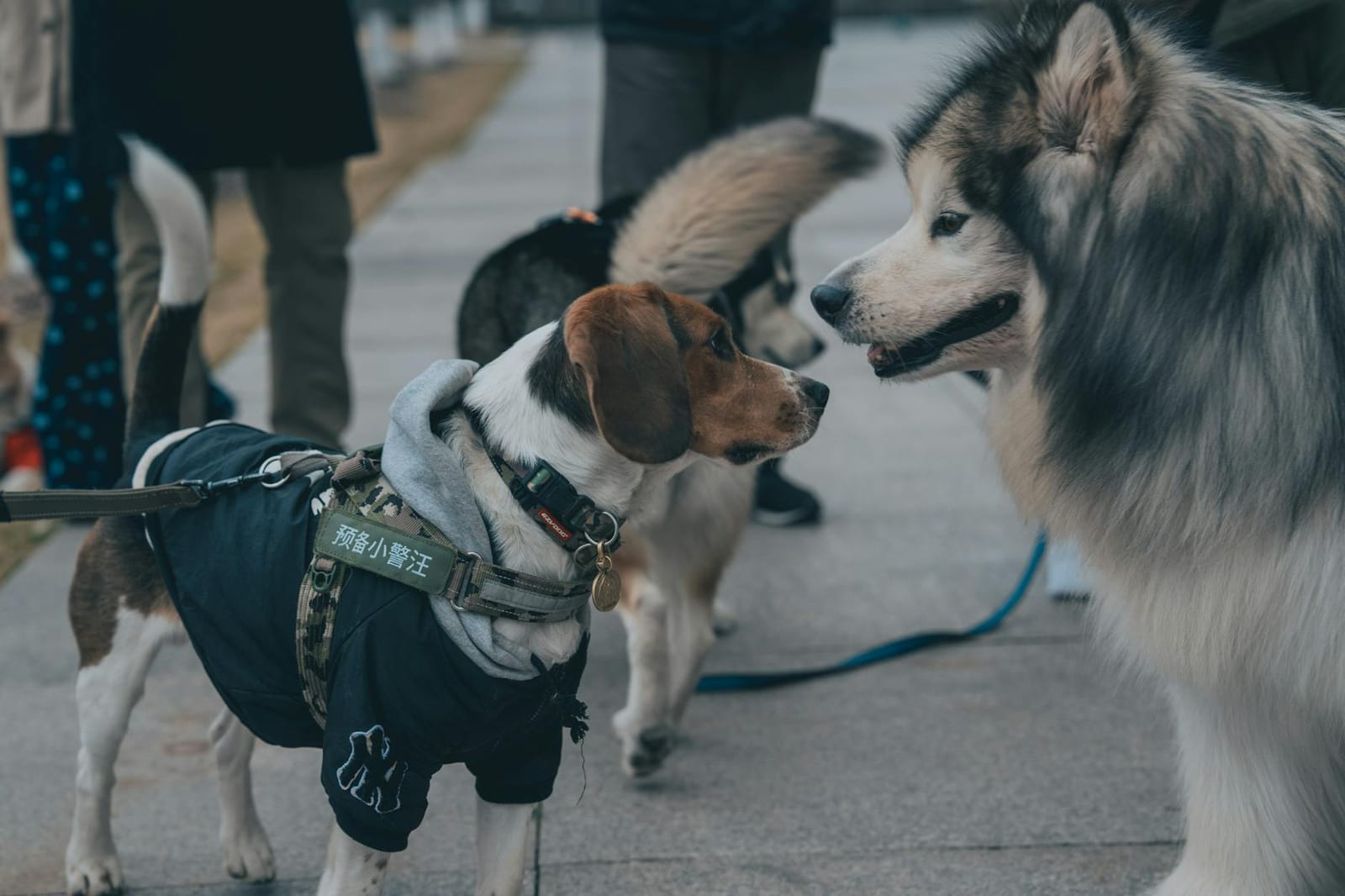 Owner travelling with a dog at an airport check-in desk