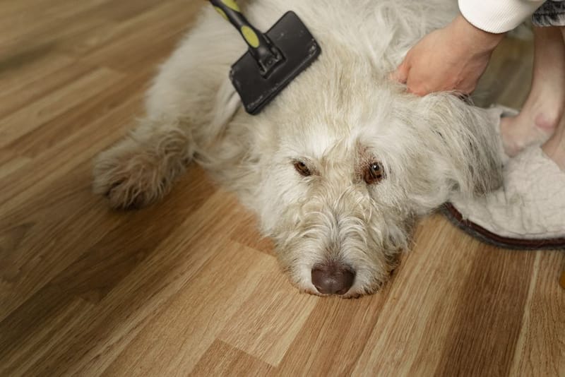 Person brushing a fluffy white dog with a grooming brush