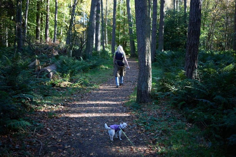 Best Autumn Dog-Friendly Breaks UK 2026: 8 Picks