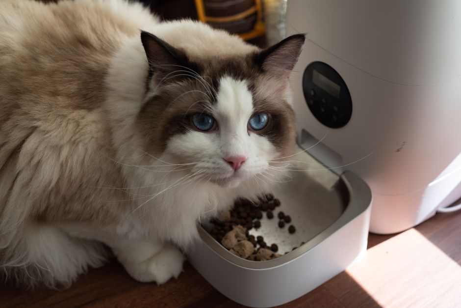 A ragdoll cat eating from the bowl of a white automatic food dispenser
