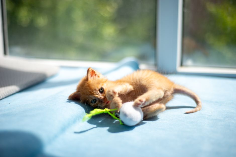 PetSafe SlimCat Feeder Ball