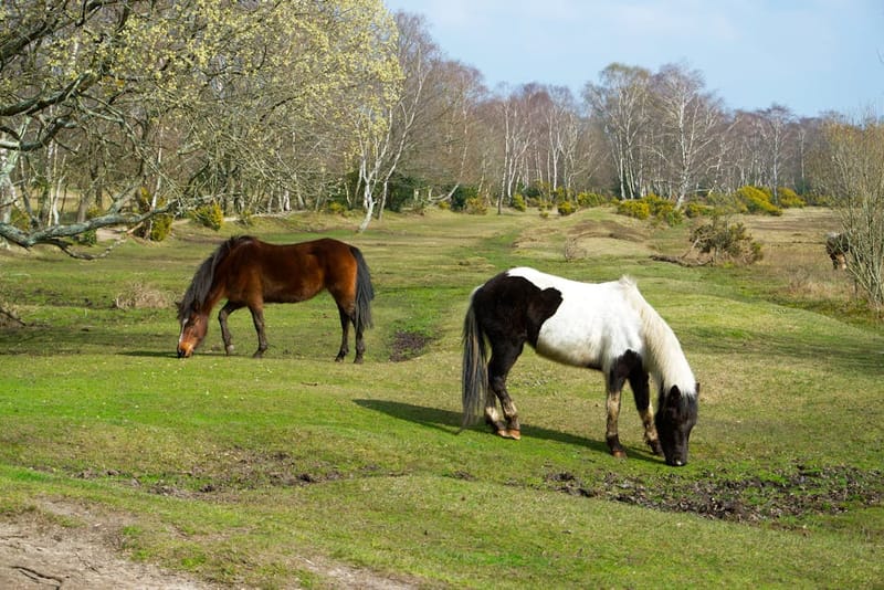 Ponies grazing peacefully among bare trees in the serene English countryside.