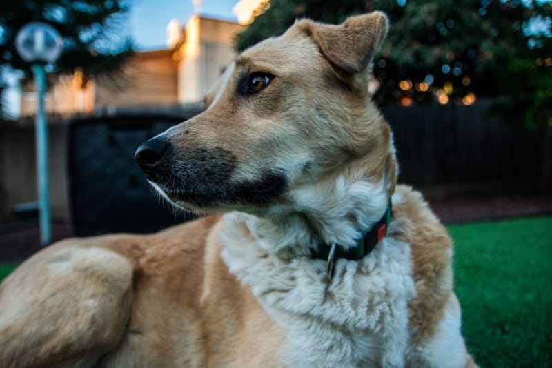 Puppy wearing a collar in a garden