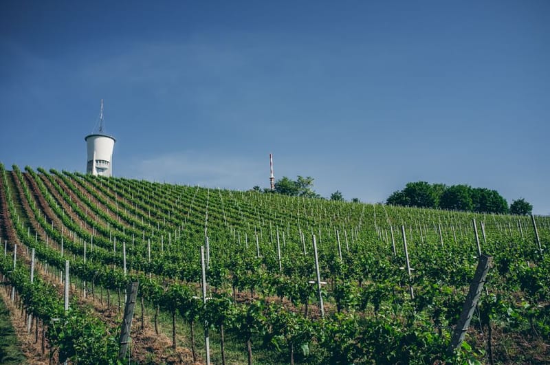 Dog-Friendly Vineyards UK: 24 Wineries That Welcome Dogs