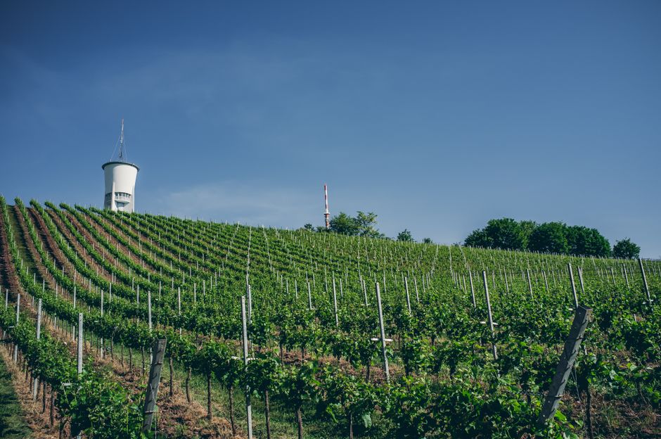 Dog-Friendly Vineyards UK: 24 Wineries That Welcome Dogs