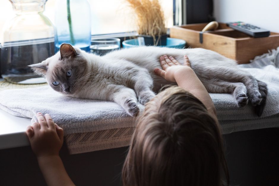 Self-cleaning cat litter box