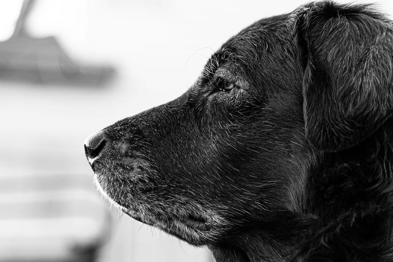 Senior labrador with greying muzzle - the typical user of a dog car ramp