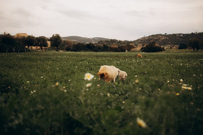 UK Livestock Worrying Law 2026: Every Dog Owner's Guide