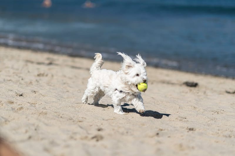 Small dog at the beach on a summer day — representative image for the Outward Hound Granby Splash