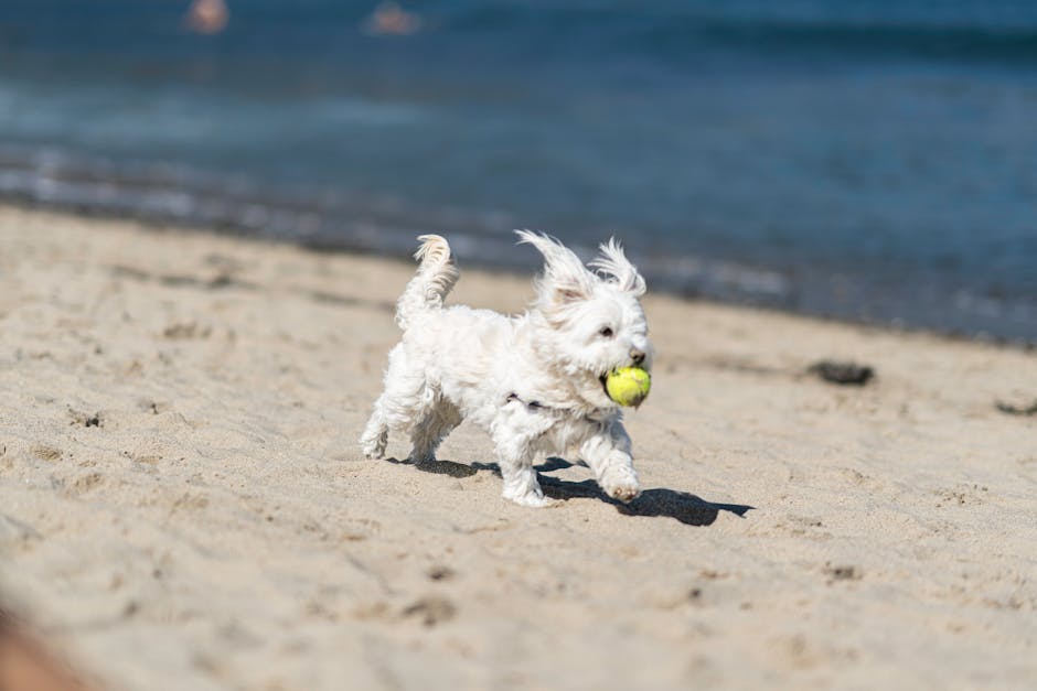 Small dog at the beach on a summer day — representative image for the Outward Hound Granby Splash
