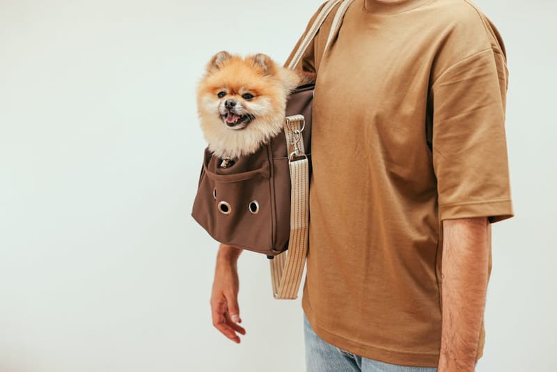Small dog carrier sling representing the best dog carrier slings UK 2026