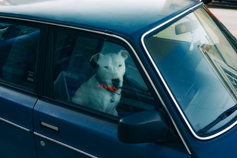 Small dog clipped into a car safety harness on the passenger seat
