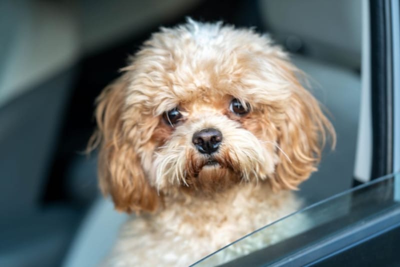 Small dog getting into a vehicle, illustrative of the dog ramp category