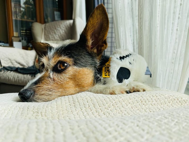 Best UK Pet-Friendly Hotel Chains
