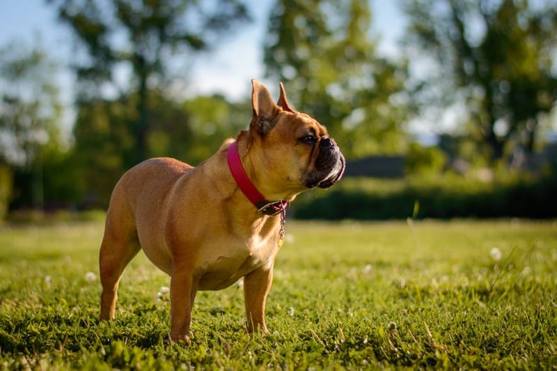 Small dog wearing an activity collar in a park