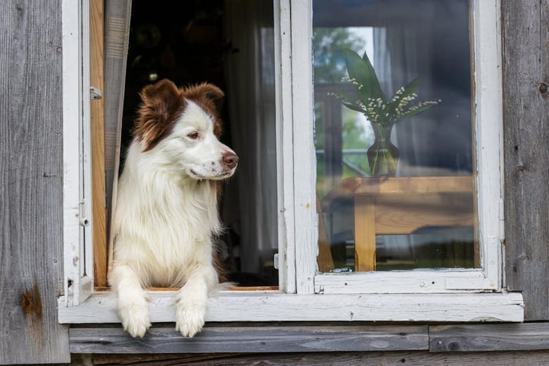 Are Sykes Cottages Really Pet-Friendly? 2026 Review