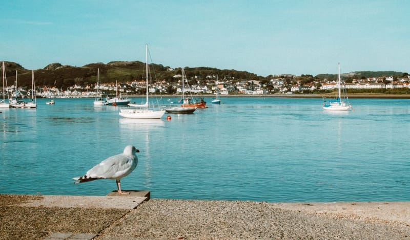 Dog-Friendly Cardigan Bay & Ceredigion: 2026