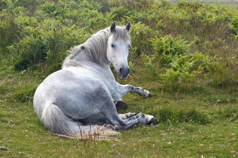 Dog-Friendly Quantock Hills (2026)