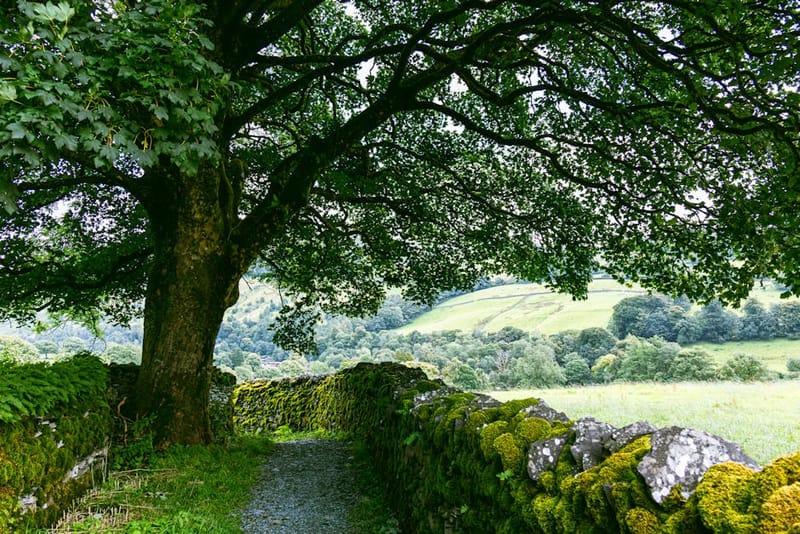 Best Dog-Friendly Hotels in the Lake District (2026)