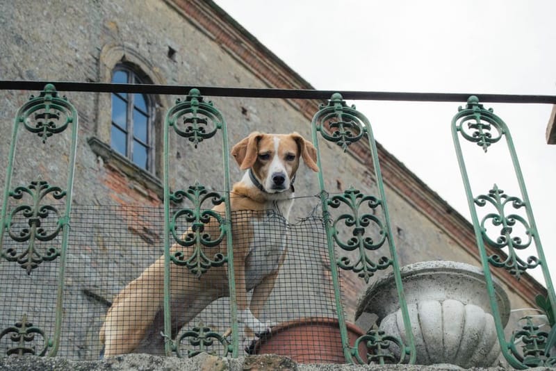 Best UK Dog-Friendly Pubs with Rooms 2026