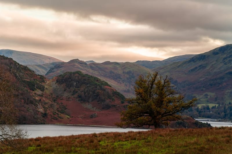 Tranquil autumn landscape of Lake District with a lone tree and moody sky.