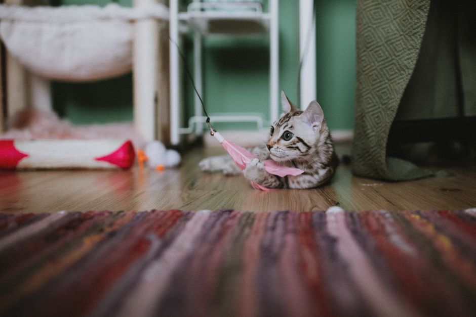 Trixie Cat Activity Fun Board