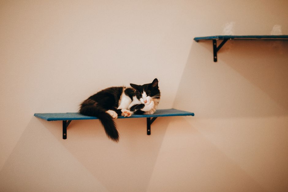 Trixie Wall-Mounted Cat Lounge Set