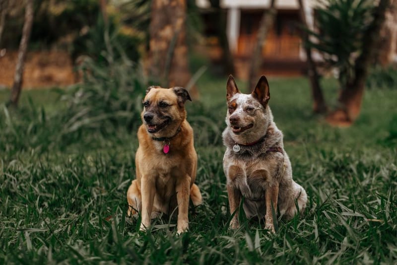 Travelling with Two Dogs UK 2026