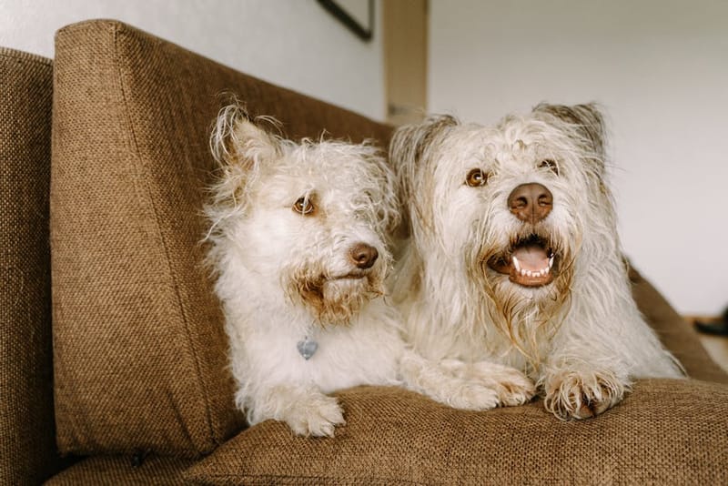 Two dogs at home on the sofa while their owners are away