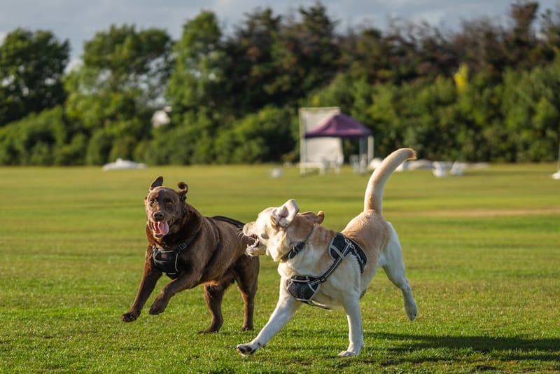 Two Labrador Retrievers running together in an open field