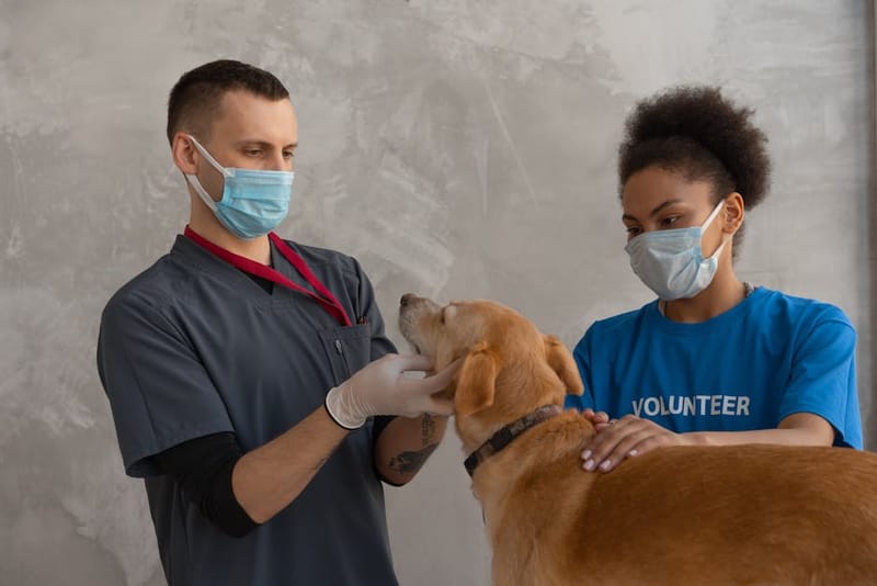 Do UK Dogs Need a Pet Passport for Europe? 2026