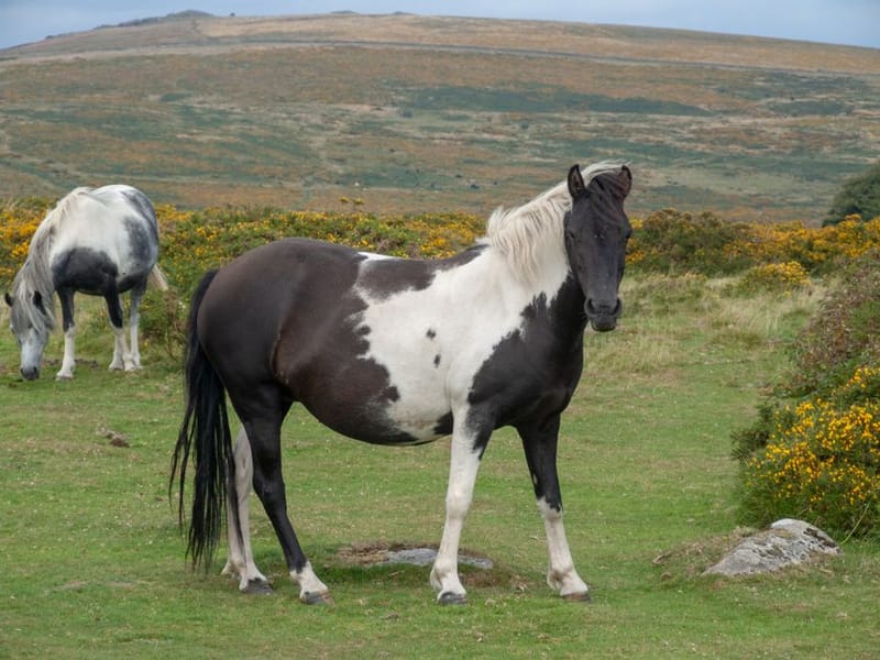 Best Dartmoor Dog Walks UK 2026 + Parking Pub Stops